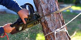 Best Fruit Tree Pruning  in Crozet, VA
