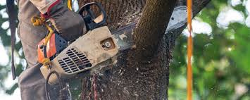 Best Tree Health Inspection  in Crozet, VA