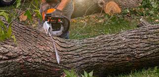 Best Lawn Renovation and Restoration  in Crozet, VA