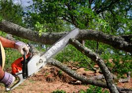 Best Hazardous Tree Removal  in Crozet, VA