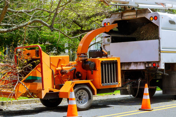 Best Tree Trimming and Pruning  in Crozet, VA