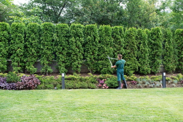 Best Tree and Shrub Care  in Crozet, VA