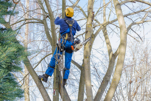 Best Mulching Services  in Crozet, VA