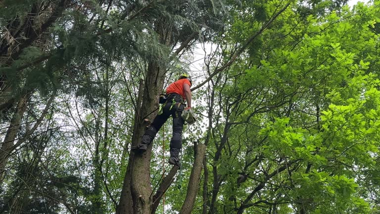 Best Tree Risk Assessment  in Crozet, VA