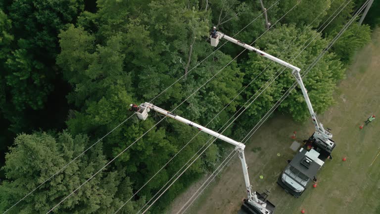 How Our Tree Care Process Works  in  Crozet, VA