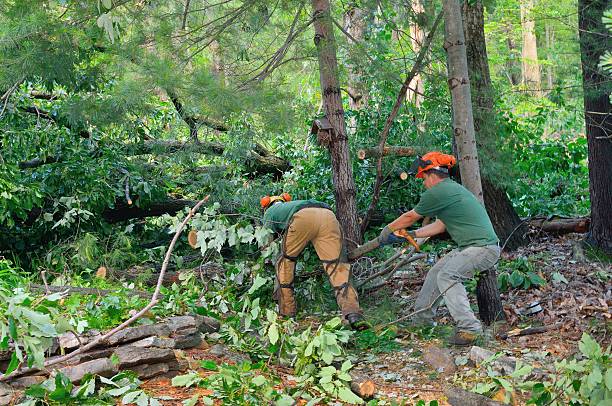 Best Emergency Tree Removal  in Crozet, VA