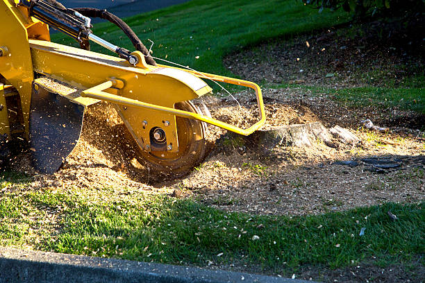 Best Stump Grinding and Removal  in Crozet, VA